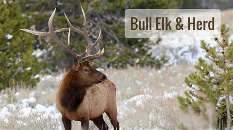 Wonderful Wyoming Nature Bull Elk And Herd 102117 Youtube