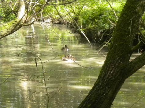 marais poitevin a saint hilaire la palud l amitié est sacré sur ce blog