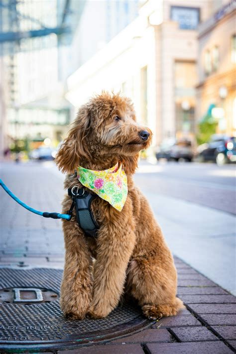 Check Out the Top Goldendoodle Haircuts for Maximum Cuteness