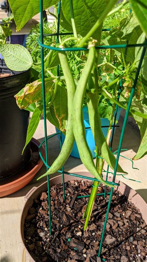 Green Beans Are Easy To Grow In Containers Love Growing My Own Veggies