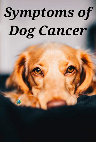 What Are The Signs Of A Dog Having Cancer Lung Cancer In Dogs Causes