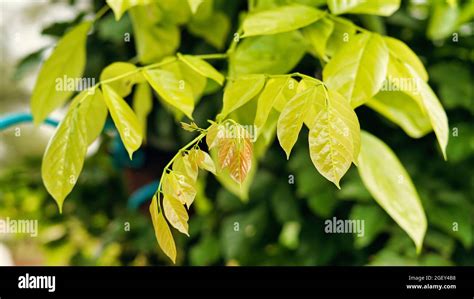 Pongamia pinnate tree hi-res stock photography and images - Alamy