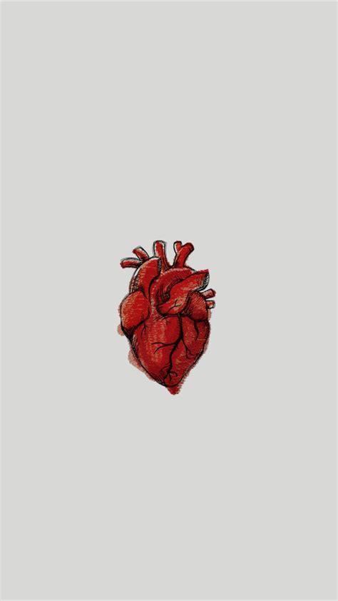 Heart Anatomy Wallpaper