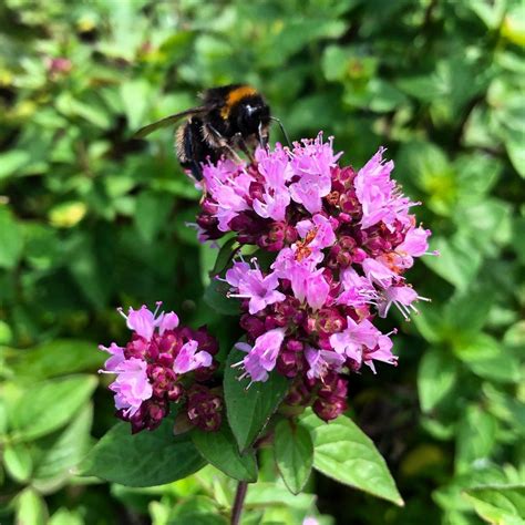 Oregano Flowers Top Benefits You Need To Know