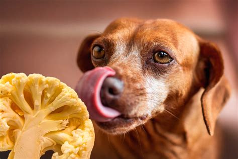 ¿pueden Comer Los Perros Brócoli O Coliflor