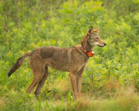 Save Red Wolves - Save Red Wolves