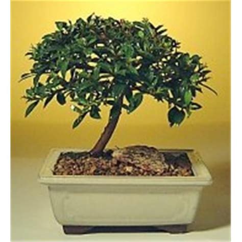 Bonsai Boy C1279 Flowering Brush Cherry Bonsai Tree Eugenia