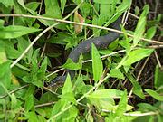 categoryanimals  ocala national forest wikimedia commons