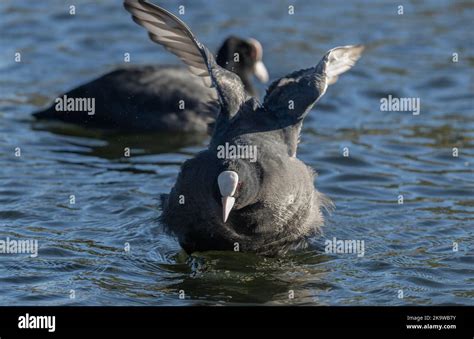 Coot Fulica Atra Showing Aggressive Behaviour On Lake Stock Photo