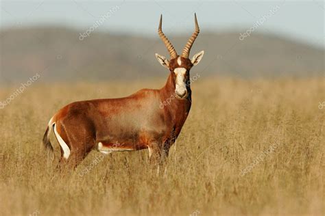 Blesbok antelope — Stock Photo © EcoPic #3635487