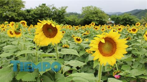 Paseo de los Girasoles un destino lleno de color en Copán Ruinas