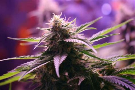 What are Cannabis Trichomes and How Do They Affect Weed