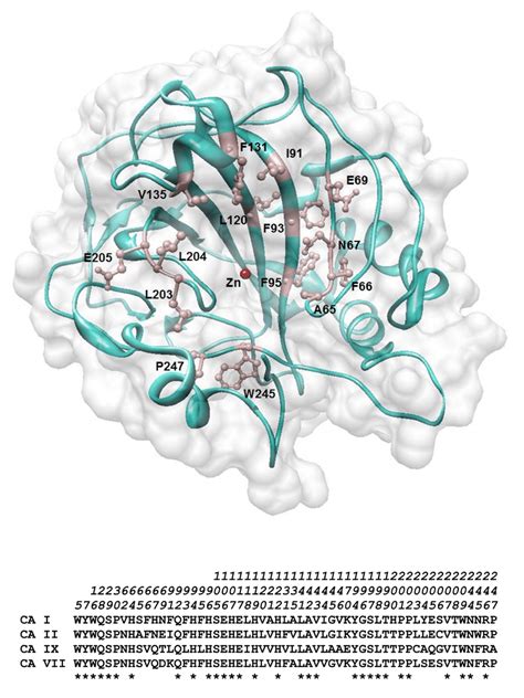 -Structure and Sequence alignment of hCA. Upper panel represents the ...