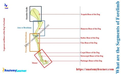What are the Segments of the Forelimb in Dogs? » AnatomyLearner