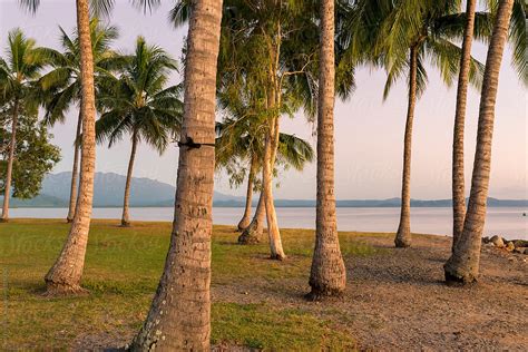 Tall Palm Trees At Dawn By Stocksy Contributor Neal Pritchard Stocksy