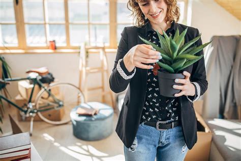 Plantas Em Apartamento Como Usar Mercado Imobili Rio E Decora O