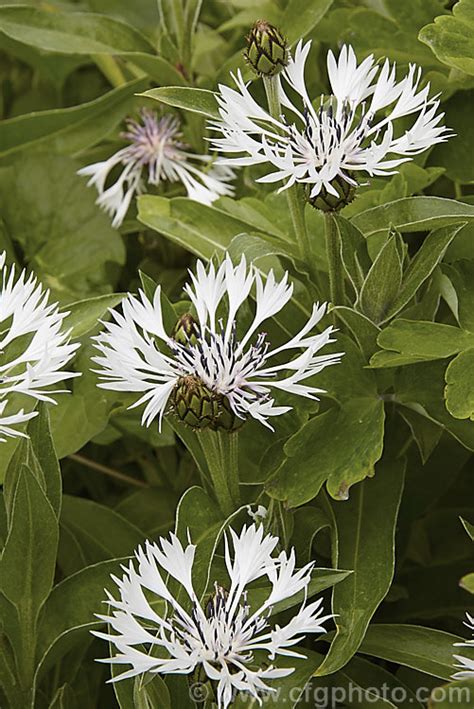 Centaurea Montana Alba Photo At Pictures Of Plants Stock Image Library