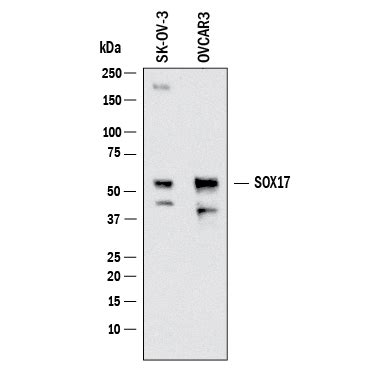 Human SOX17 Antibody AF1924 Bio Techne