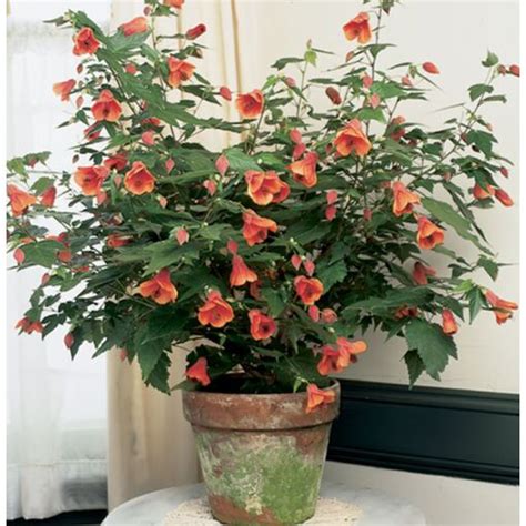 Abutilon 'Dwarf Red' (Abutilon hybrid)