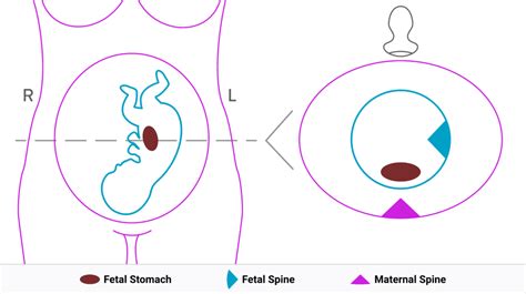 Fetal Ultrasound FINAL 04 - The ObG Project