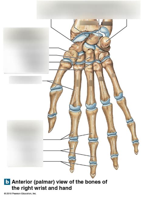 Metacarpals Phalanges Bone Diagram Diagram Quizlet