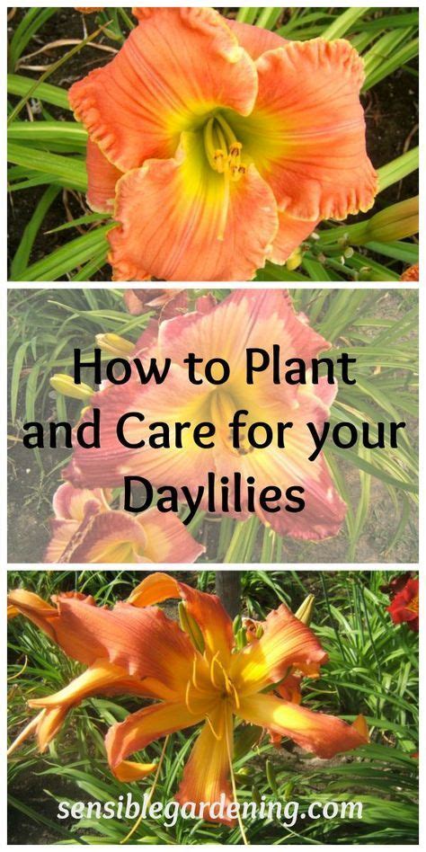 Tips For Growing Daylilies Every Flower Garden Needs Them Artofit