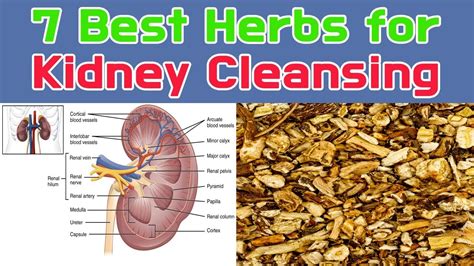 7 Best Herbs For Kidney Cleansing Youtube