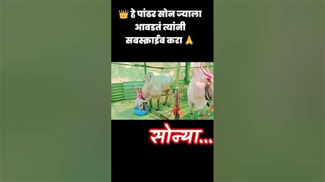 🔥😎💯महाराष्ट्र हिंदकेसरी जोडी जयेश पाटील यांचा मोठा सोन्या आणि छोटा