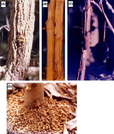 A The Lowest Frass Expulsion Hole On A Populus Deltoides Tree B Download Scientific