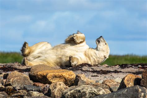 Polar Bear Tours Archives - Churchill Wild Polar Bear Tours