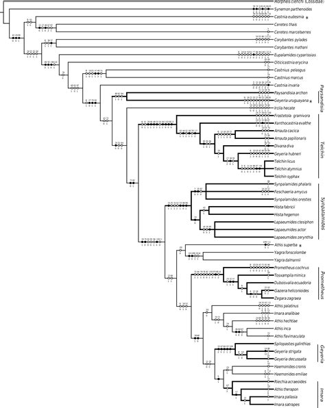 Figure 38 In Phylogeny Of Neotropical Castniinae Lepidoptera