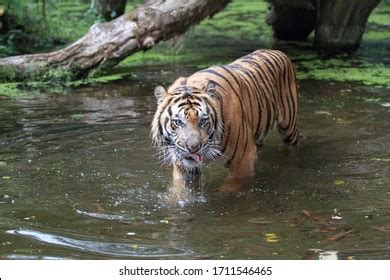 Sumatran Tiger Only Tiger Population That Stock Photo 1711546465 ...