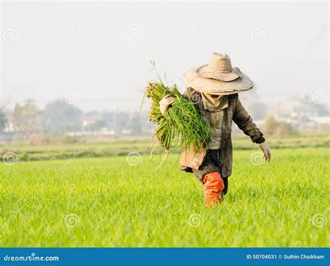 Farmer in china stock image. Image of cultivation, agriculture - 50704031