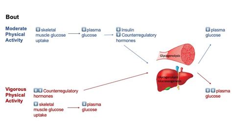 Figure 2 Glucose Homeostasis During A Bout Of Moderate Vs Vigorous