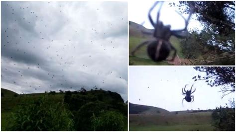 Filme De Terror Chuva De Aranhas Em Minas Assusta Web Mas Moradora