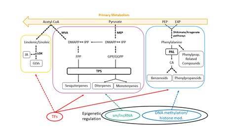 Volatile Organic Compounds Evolution Encyclopedia Mdpi