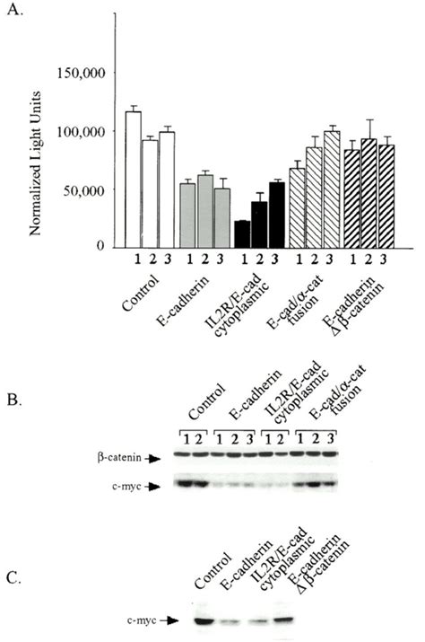 Activities Of β Catenintcf Target Genes E Cadherin Or E Cadherin Download Scientific Diagram