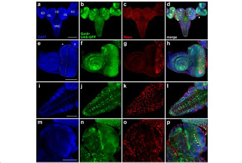 Comparison Of Gfp Expression Patterns Elicited By B Gal Driver From