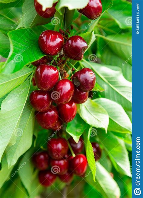 Red Cherries Growing On Cherry Tree Stock Image Image Of Green Sunny