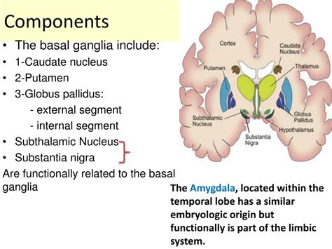 Basal Ganglia Ppt