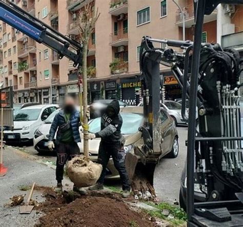 Arrivano Nuovi Alberi Al Via La Piantumazione Di Platani Ligustri E