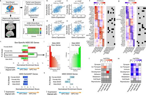 Distinct Transcriptional Signatures Underlying Sex Dependent Rsfc