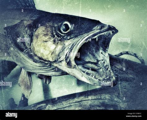 Taxidermied musky fish with open mouth showing teeth Stock Photo - Alamy