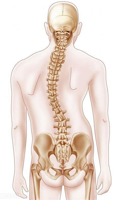 脊柱侧弯是如何分型的？多种类型