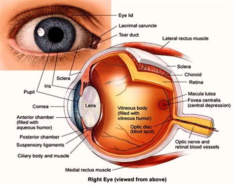 Human Eye Diagram Image - Graph Diagram