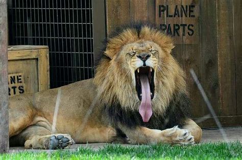 Lion tongue | Lion, Animals, Wildlife