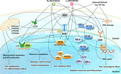 Frontiers The Role Of The Vitamin D Receptor In The Pathogenesis