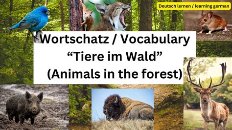 Learning German German Vocabulary Deutsch Lernen Wortschatz Tiere