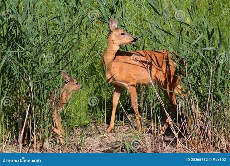 Roe-deer with baby stock photo. Image of wildlife, horn - 25366732