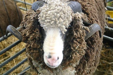 Rambouillet Sheep Breed Information: Will This Dual-Purpose Breed Suit ...